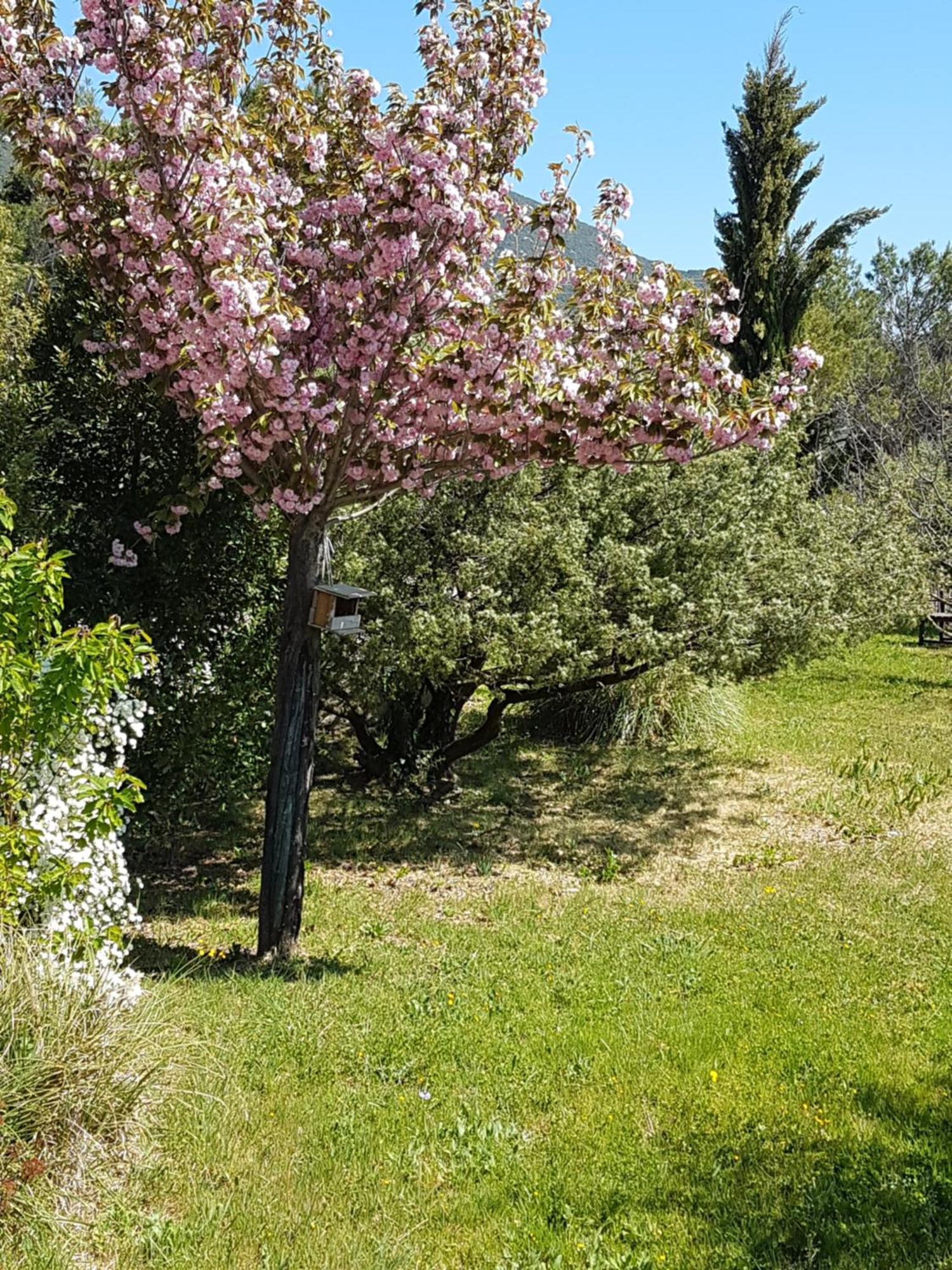 Lou Pic Au Loup Gites De Charme Cazevieille Екстериор снимка